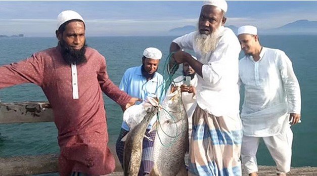 জেলের বড়শিতে ৩৫ কেজির দুই কোরাল জেলের বড়শিতে ৩৫ কেজির দুই কোরাল